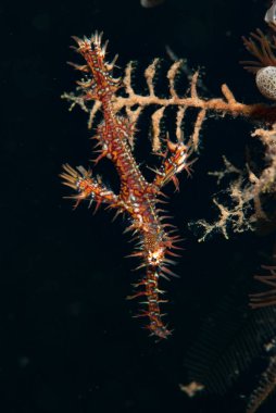 Süslü Hayalet Boru Balığı Solenostomus paradoksu