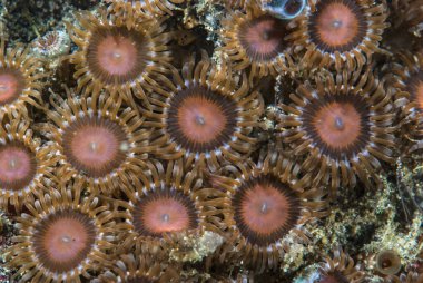 Zoanthus sansibaricus genellikle Hint-Pasifik 'te bulunan bir zoantik tür. 