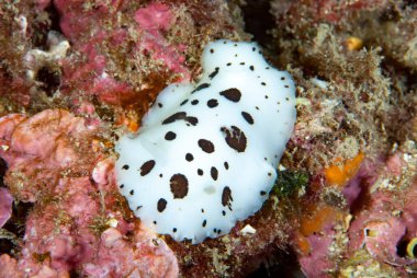 Discodoris atromaculata Akdeniz Çıplaklığı