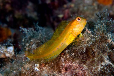 Ringneck Blenny Parablennius pilicornis