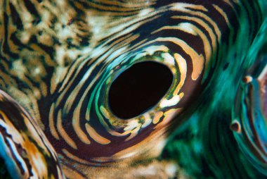 İstiridyeler genellikle aktif filtre-besleyicilerdir, bu su varis sifonunu kullanarak solungaçları pompalar..