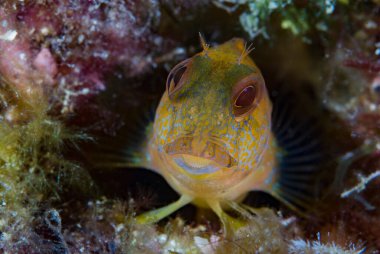 Ringneck Blenny Parablennius pilicornis