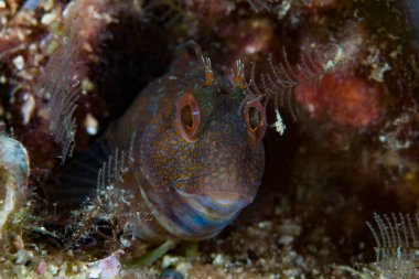 Ringneck Blenny Parablennius pilicornis