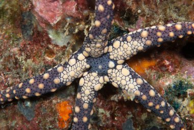 Endonezya denizyıldızının ayrıntıları