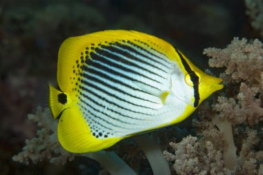 Benek Kuyruklu Kelebek Balığı Chaetodon Ocellicaudus