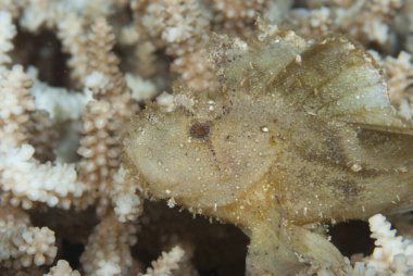 Neredeyse her Akrep Balığı avını beklerken mimiklerini ana avlanma aracı olarak kullanır..