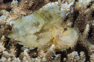 Neredeyse her Akrep Balığı avını beklerken mimiklerini ana avlanma aracı olarak kullanır..