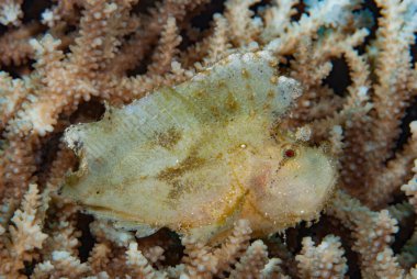 Neredeyse her Akrep Balığı avını beklerken mimiklerini ana avlanma aracı olarak kullanır..