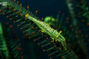 Commensal Shrimps are quite common inside crinoids even ofter very difficult to spot because of their colour pattern, that mimic exactly the colour of their host. clipart