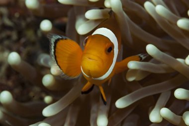 Anemonbalık (ya da Palyaço Balığı) deniz şakayıklarıyla simbiyotik bir ilişkide yaşar. Bu küçük balıklar deniz şakayığını kıç sineği gibi yırtıcılar için korur ve aynı zamanda şakayık, palyaço balıkları için optik bir sığınaktır..