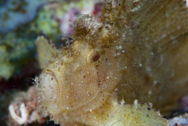 Yaprak Akrep Balığı Taenianotus triacanthus