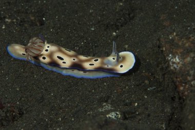Hypselodoris tryoni Çıplak Endonezya