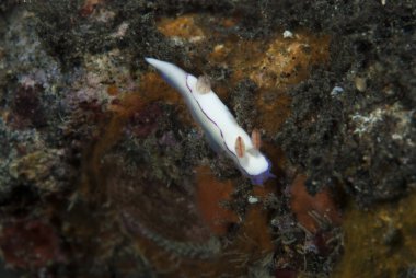 Hypselodoris sp. Çıplak Endonezya