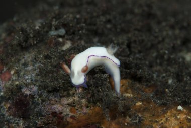 Hypselodoris sp. Çıplak Endonezya