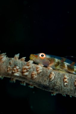 Bryaninops yongei, tel-mercan goby ya da kamçılı mercan goby