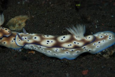Hypselodoris tryoni Çıplak Endonezya