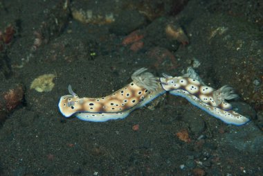 Hypselodoris tryoni Çıplak Endonezya