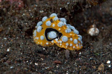 Phyllidia ocellata Çıplak Endonezya