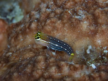 Beyaz Çizgili Savaş Dişi Blenny Ecsenius pictus