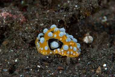 Phyllidia ocellata Çıplak Endonezya