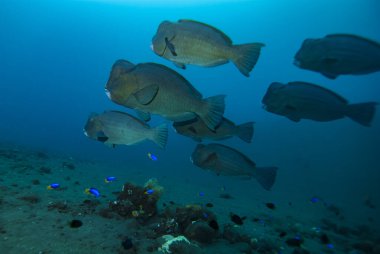 Tümkafa Papağan Balığı Bolbometopon muricatum