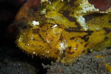 Yaprak Akrep Balığı Taenianotus triacanthus