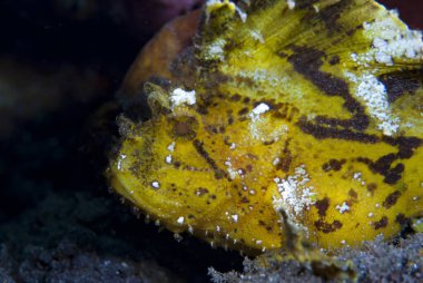 Yaprak Akrep Balığı Taenianotus triacanthus