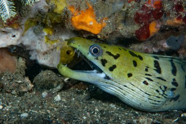Fimbriated Moray Gymnothorax fimbriatus