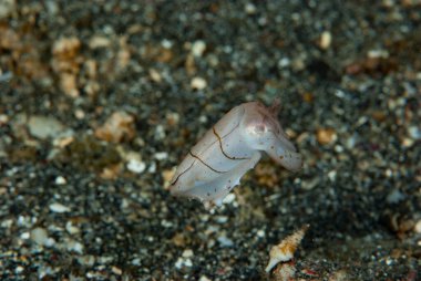 Genç iğneli mürekkep balığı Endonezya
