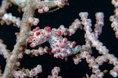 Bargibanti pigme deniz atı Hipokampus bargibanti