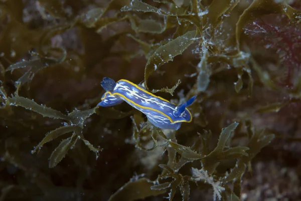 Hypselodoris Midatlantica Mediterranean Nudibranch — Stock Photo, Image