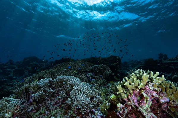 Paisagem Subaquática Recife Coral Tropical Tubbataha — Fotografia de Stock