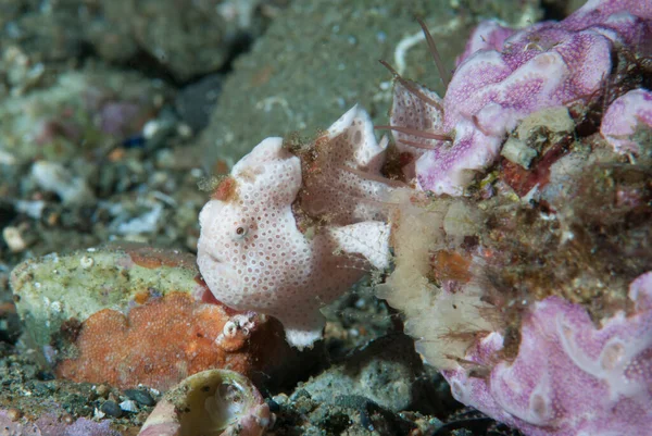 Ceratosoma trilobatum Çıplak Dallı Ambon Endonezya
