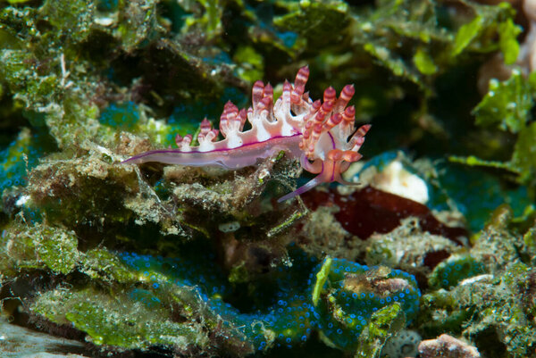 Ceratosoma trilobatum Nudibranch Ambon Indonesia