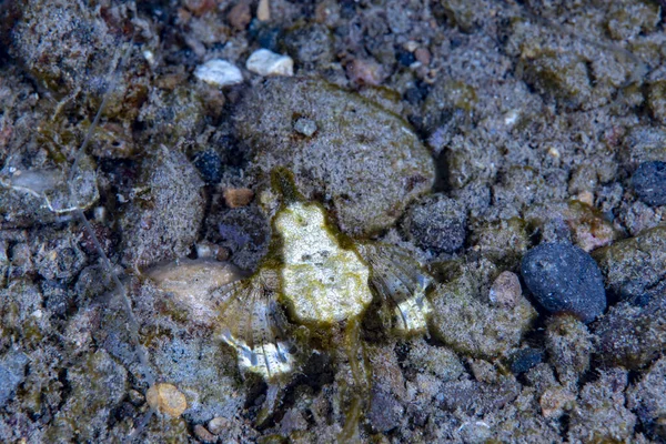  Ejderha deniz güvesi Eurypegasus draconi