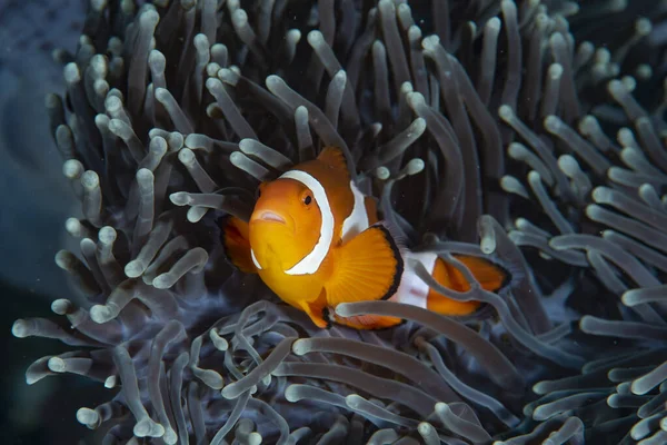 Batı Amphiprion Oktellaris