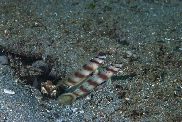 Bu Göz-Kaşlı Karides-Goby (Amblyeleotris sp.) gibi karides-gobiler. Siyah kum habitatlarında sık rastlanan bir durumdur.