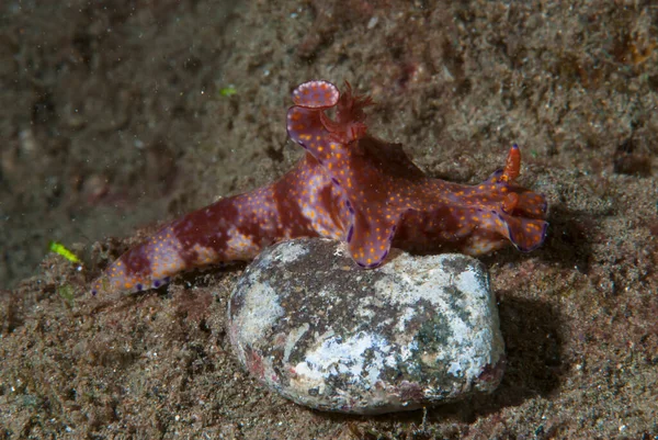 Goniobranchus hintuanensis çıplak Filipinler