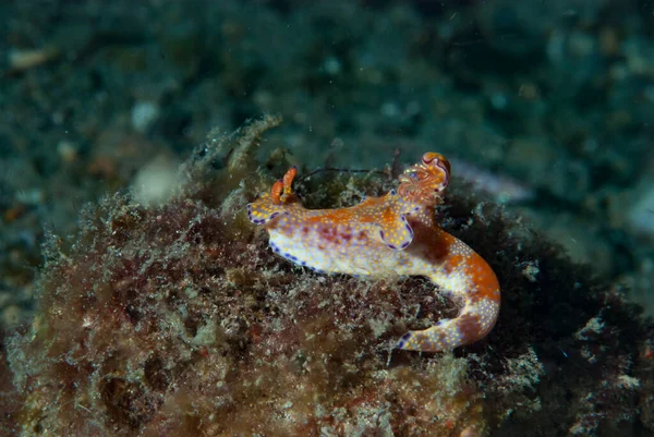 Çıplak Anilao Filipinleri Ceratosoma eğilimi