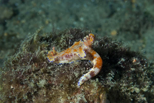 Ceratosoma trilobatum Çıplak Filipinler
