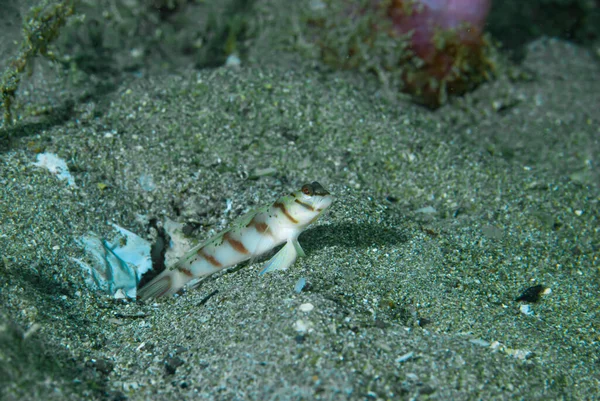 Çapraz Karides Goby Amblyeleotris köşegen Anilao Filipinleri