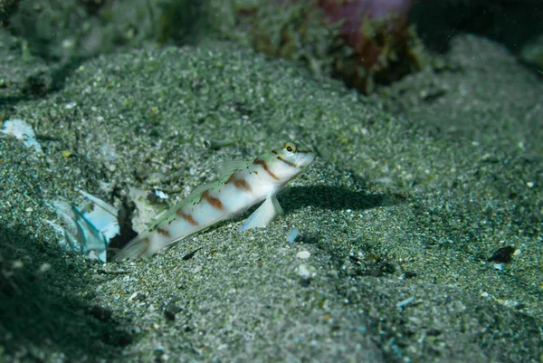 Çapraz Karides Goby Amblyeleotris köşegen Anilao Filipinleri