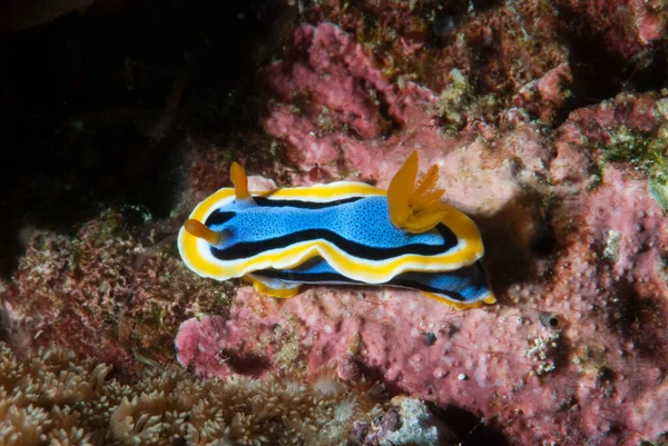 Chromodoris Annae Nudibranch Anilao菲律宾 — 图库照片