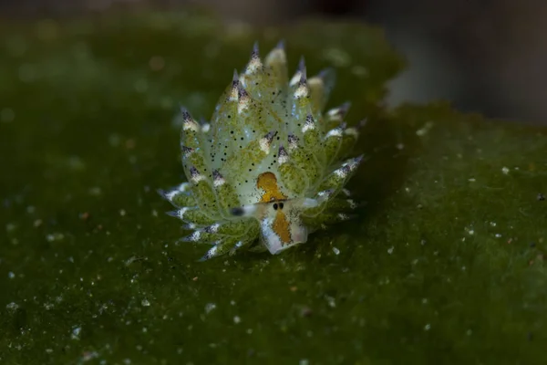 Goniobranchus hintuanensis çıplak Filipinler