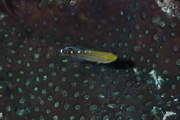 Kırmızı çizgili Goby Amblygobius yağmur ormanları