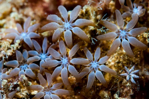 Acrossota amboinensis polipleri