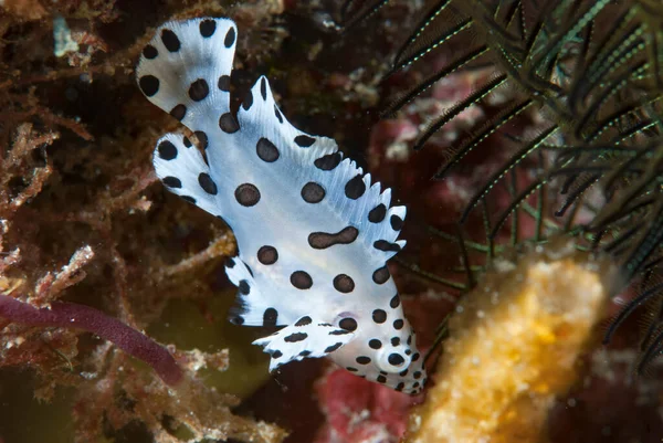 Barramundi Cod Cromileptes altivelis