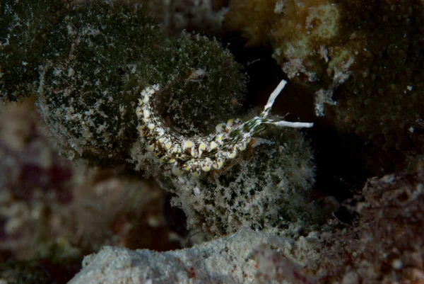 Deniz Sümüklüböceği Thuridilla sp.