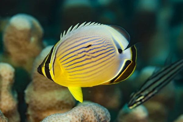 Pasifik çizgili kelebek balığı Chaetodon lunulatus