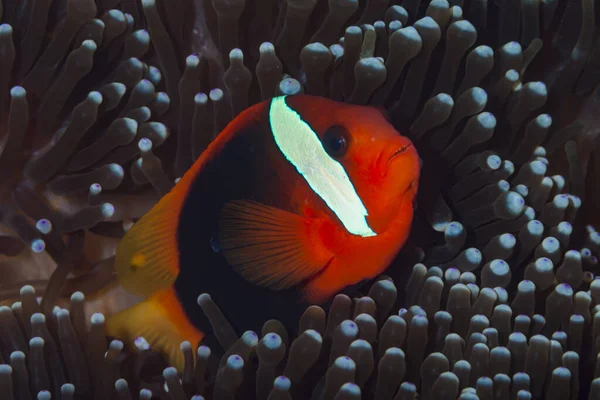 Kırmızı & Siyah Amphiprion melanopusu